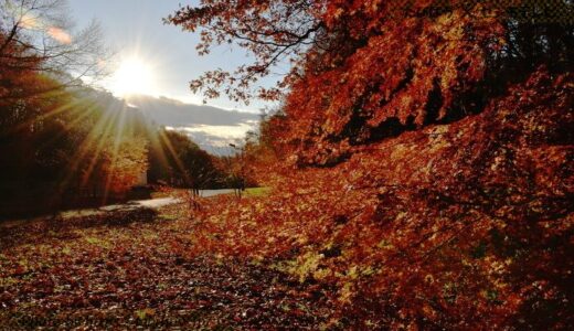東京都市町村部の花畑41品種120名所！春夏秋冬の見頃